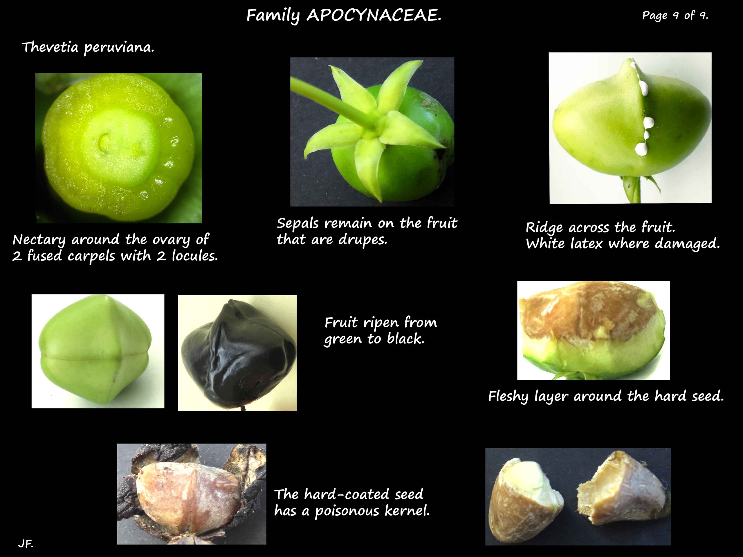 9 Thevetia ovaries & fruit